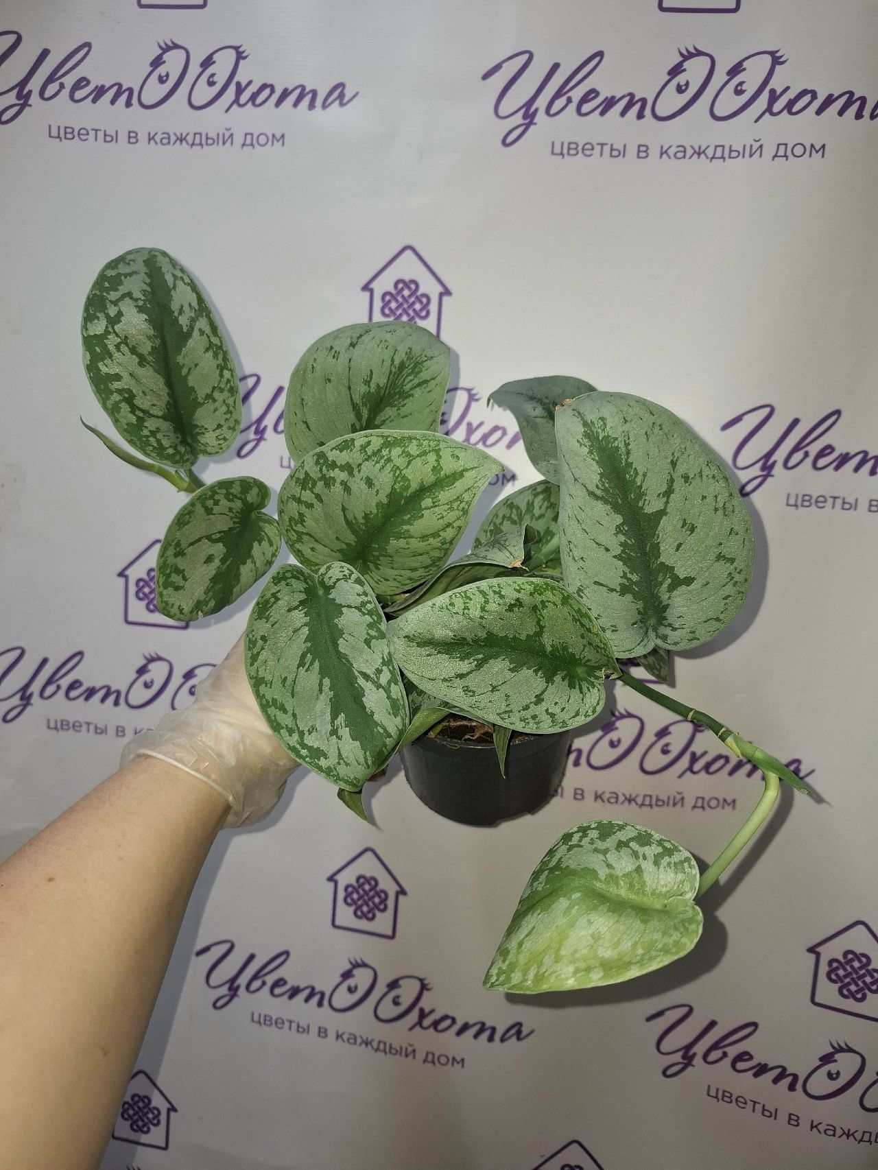 jWKmccnMbczX9V95vqMRA9MWY5miGpl8Dqsbw8myPf3bRA_O-nqljSe8TNVv9gg6pILl5OoHcY03ZLt7lJd37eTq