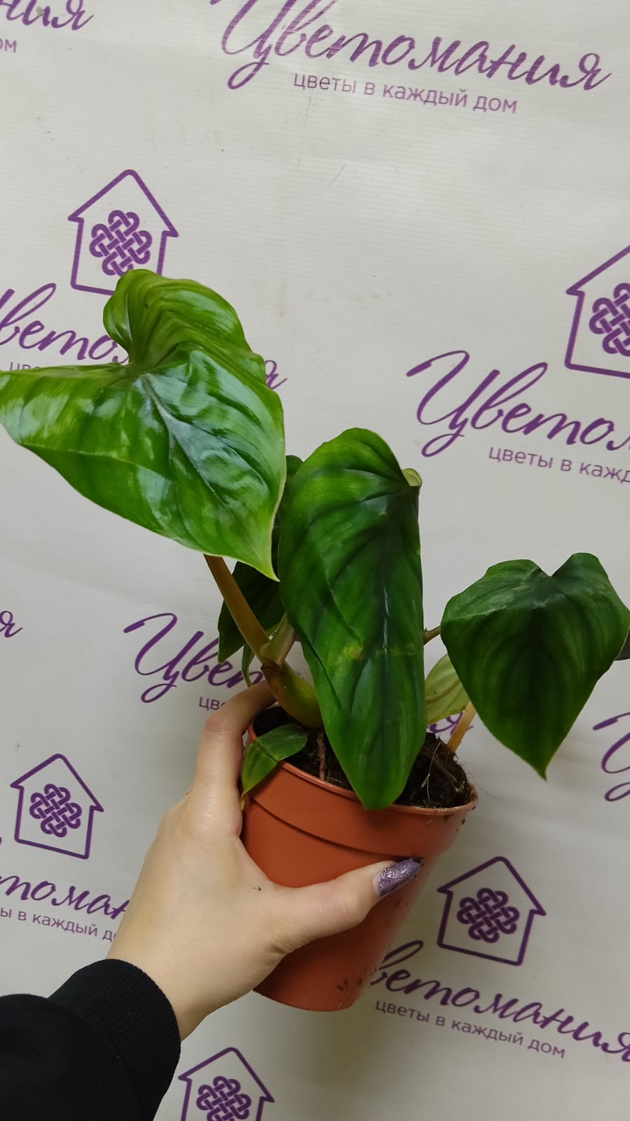 Филодендрон Пловмани/Philodendron Plowmanii - Цветоохота - цветы в каждый  дом