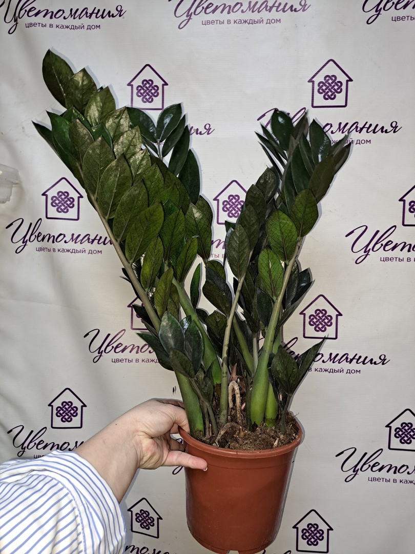 Замиокулькас Супер Нова /Zamioculcas Super Nova - Цветоохота - цветы в  каждый дом