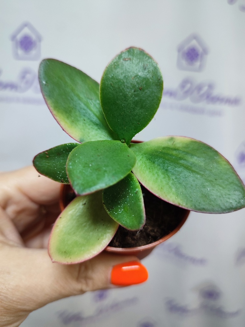 Крассула триколор/ Crassula Obliqua Tricolor Jade - Цветоохота - цветы в  каждый дом