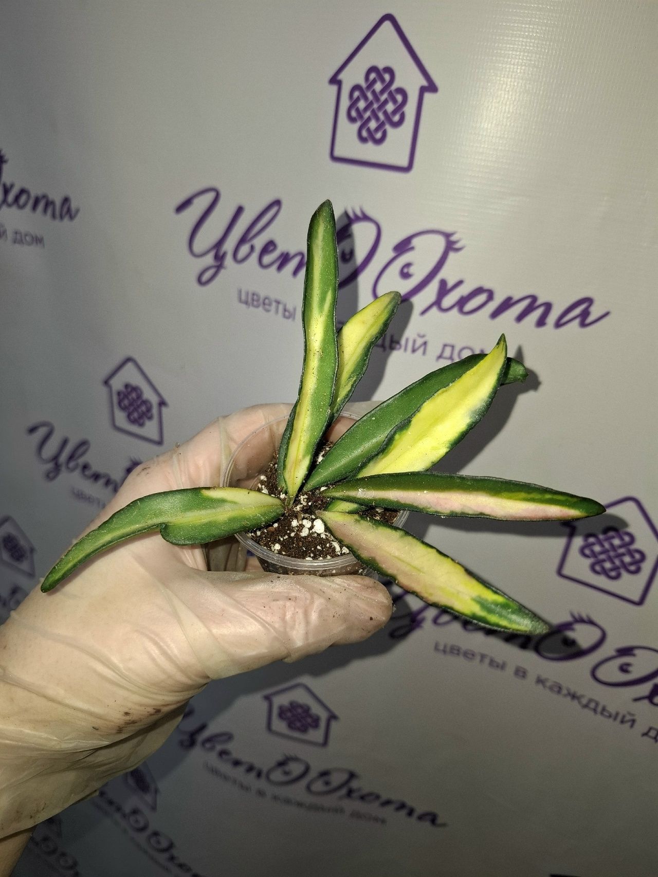 HXZryWuxOvD_eV9RdPFlPzYzXV1xywyXgFpf2U4uXAsYf7OfpV0GCC_I3bQjA9000O8zgU0scFYeD4bdFwSPu7Ij