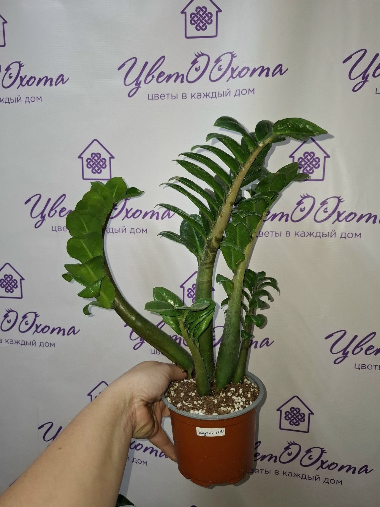 EsqFroi-YHs4EDx1_xLg4K-N2NtCkrKQn_9sLcqcvL6IPkPgAK42IzP-HW_8eYpl2M25g4UIrTswBoWneJRz6Q--