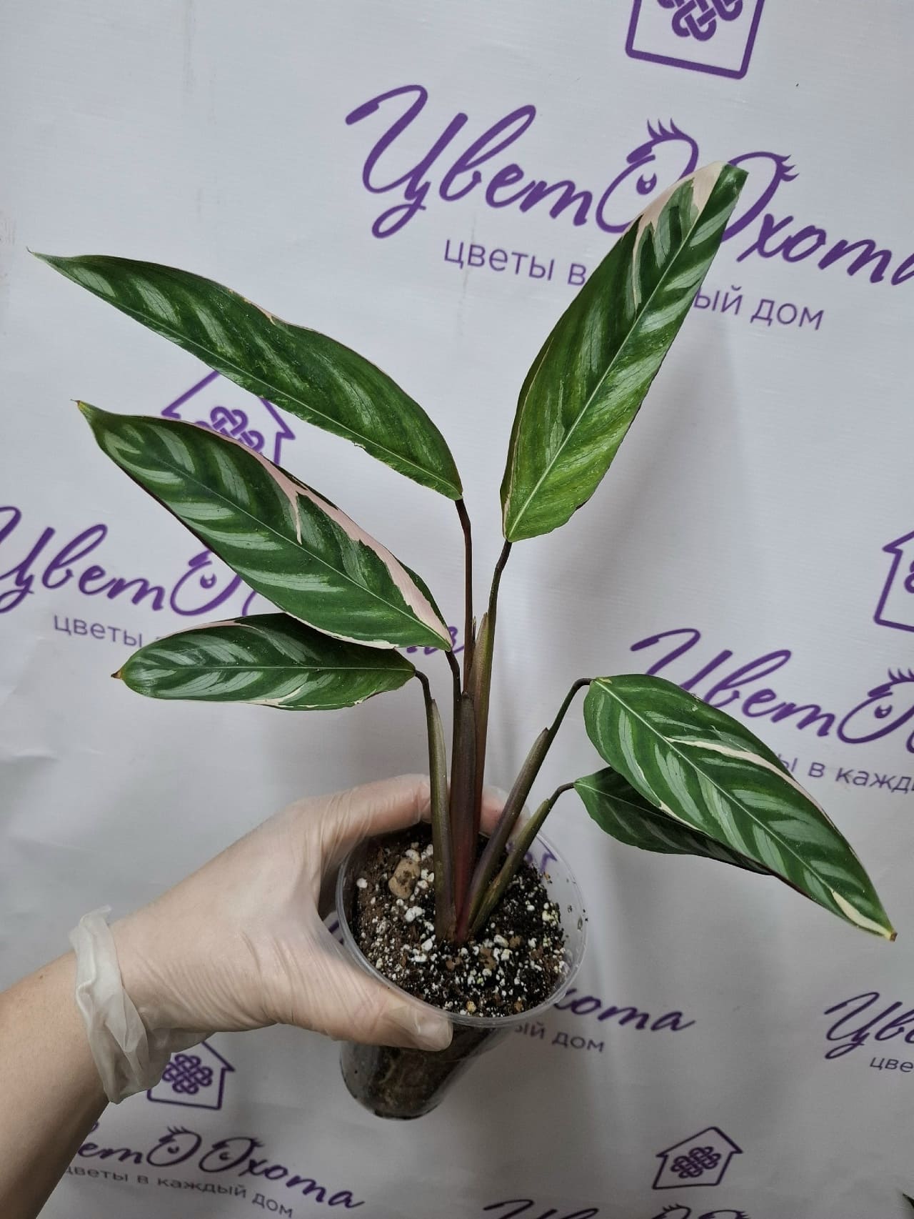 yCFh5J-ZnI_xN86yQSyxqre5Bc1EnkflafJpf9QQHQfv39AHw27Pq8OIIqZkcE2vyHm-NDdttWqIkjrX0LZFf_yt